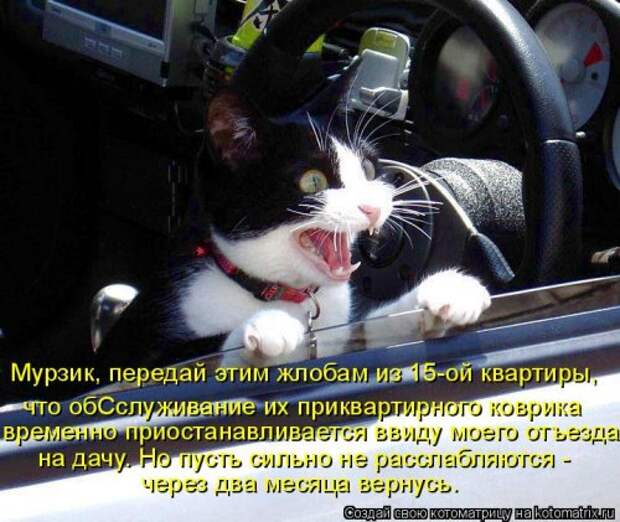 Новая котоматрица (37 шт)