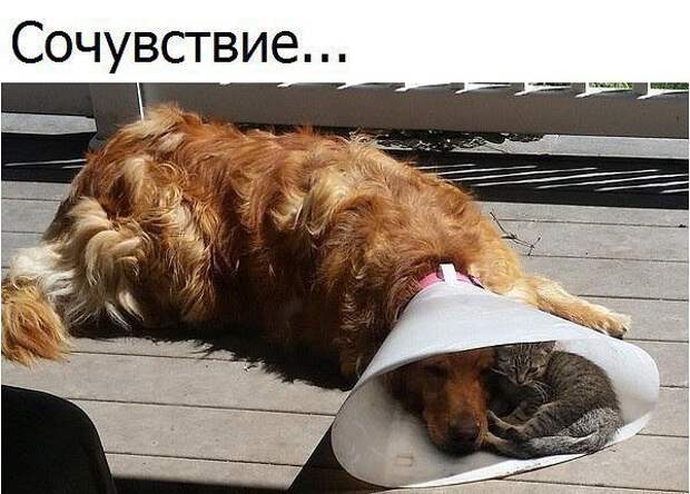 Забавные картинки с надписями со смыслом (11 фото) Забавные картинки с надписями со смыслом (11 фото)