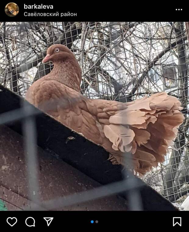 Фото дня: павлиний голубь в Савеловском