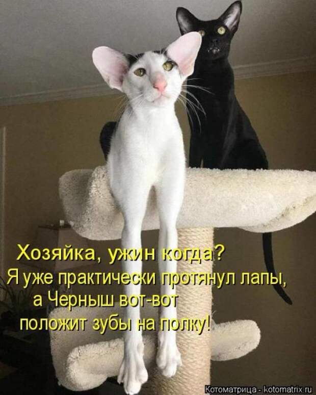 Лучшие котоматрицы недели (50 фото)