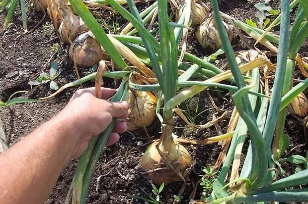Картинки по запросу onions ready to harvest