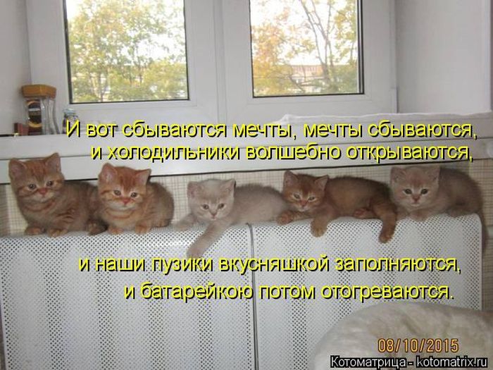 Лучшие котоматрицы недели (50 фото)