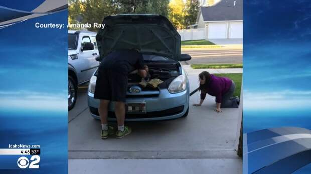 В США котенок проехал 27 километров под капотом машины В США котенок проехал 27 километров под капотом машины