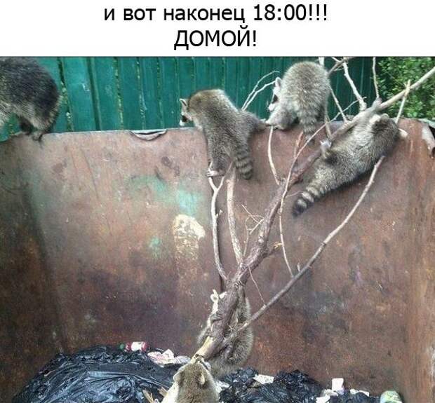 Один день из жизни енота, рассказанный самим енотом один день из жизни енота, день енота, рассказывает енот, как проводит день енот
