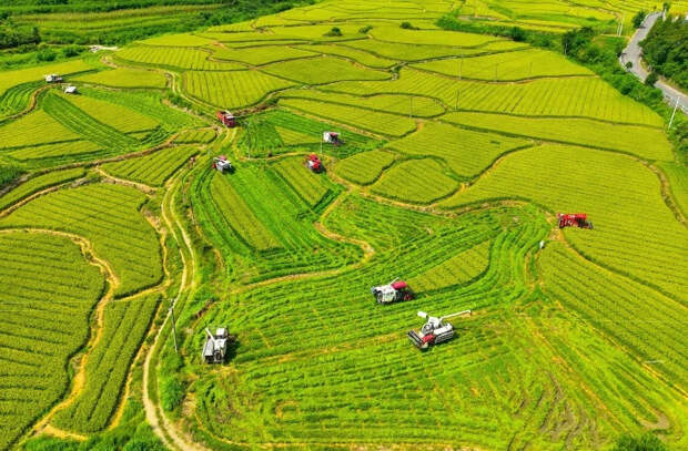 Си Цзиньпин дал указания по развитию сельского хозяйства Китая 