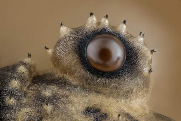 Двенадцатое место — Глаз паука-сенокосца. Фото: Charles Krebs/Charles Krebs Photography, Иссакуа, штат Вашингтон, США Nikon Small World’s, конкурс, красота, наука, под микроскопом, удивительно