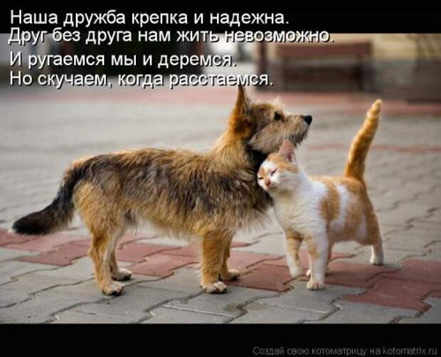 Новый сборник свежих котоматриц (30 шт)