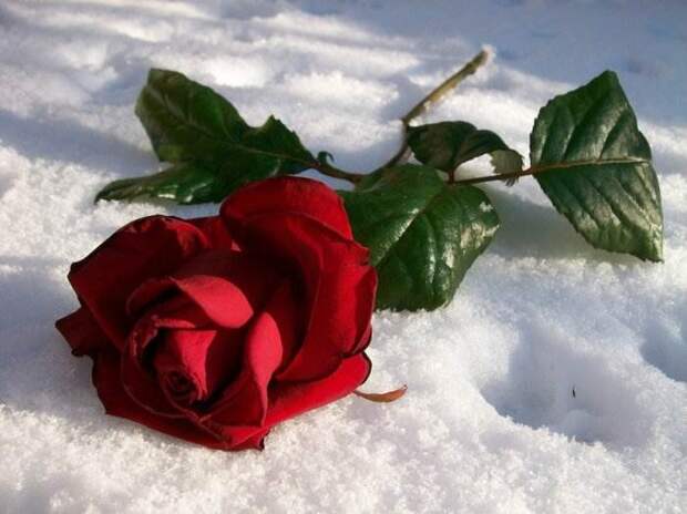 Картинки по запросу белые розы на снегу