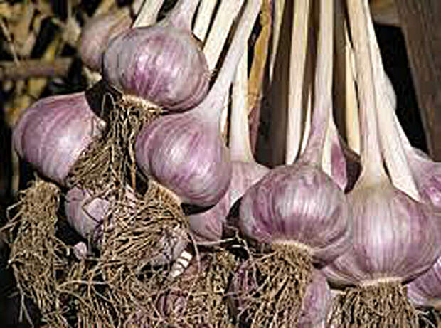 http://www.seedparade.co.uk/news/wp-content/uploads/2012/10/07-Drying-Garlic.jpg