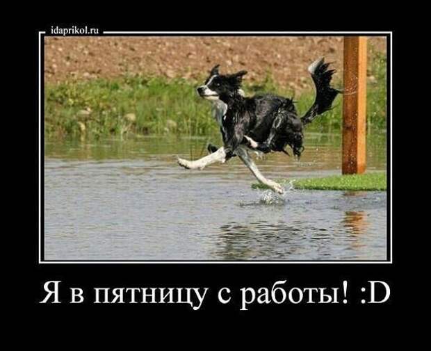 прикол, животные собаки