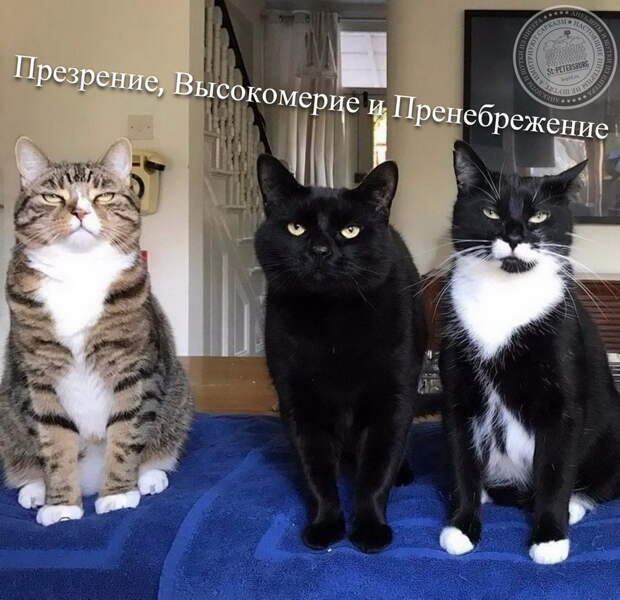 Презрение, Высокомерие и Пренебрежение