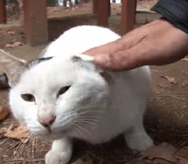Не гладь, а дай поесть лучше!