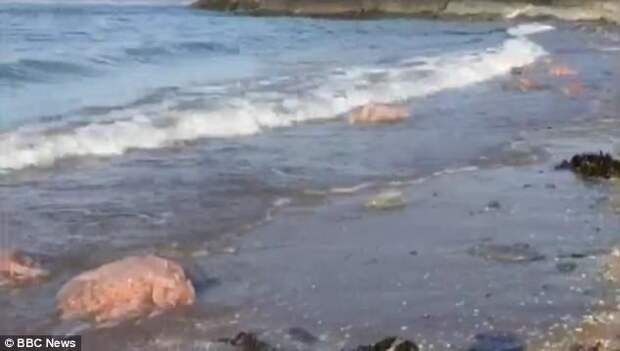 На пляжах Британии - нашествие гигантских медуз! великобритания, медузы, противно, уэльс