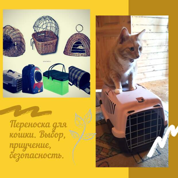 Переноска для кошки. Выбор, приучение, безопасность.