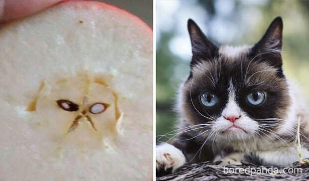 Яблоко и сердитый кот парейдолия, персонаж, предмет, схожесть, фото, юмор, явление