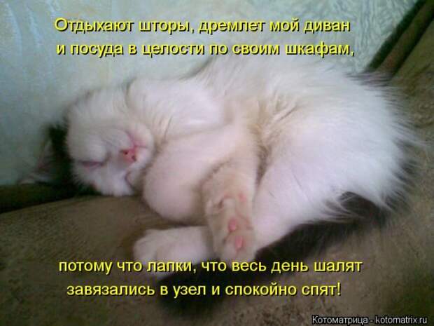 Лучшие котоматрицы недели Лучшие котоматрицы недели