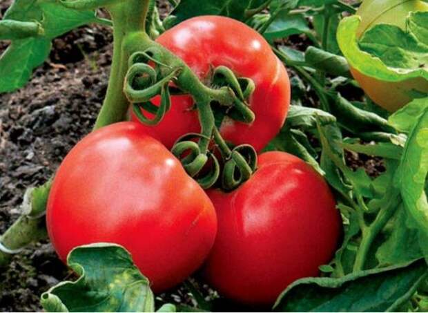 Самые лучшие сорта томатов для теплицы и открытого грунта: обзор, характеристики, фото, отзывы