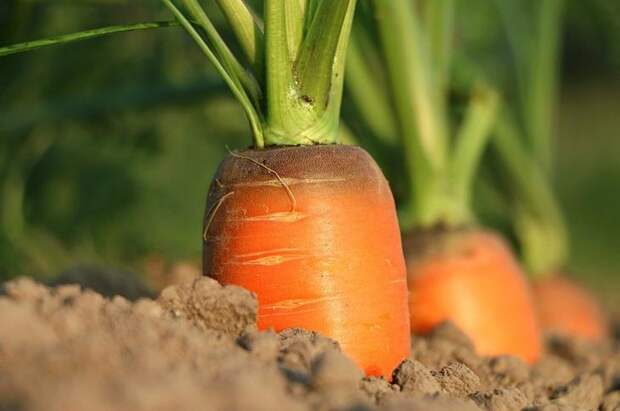 10 продуктов, которые предотвращают рак
