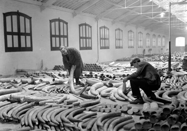 Слоновьи бивни, доставленные в Лондон в 1920-х годах