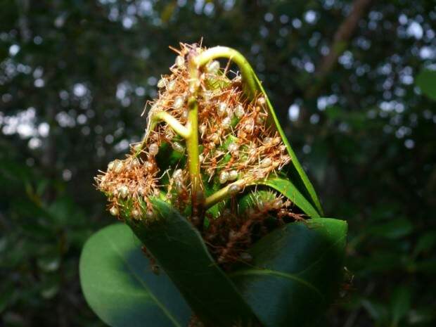 Муравьи-портные или муравьи-ткачи (лат. Oecophylla) (англ. Green Tree Ants)