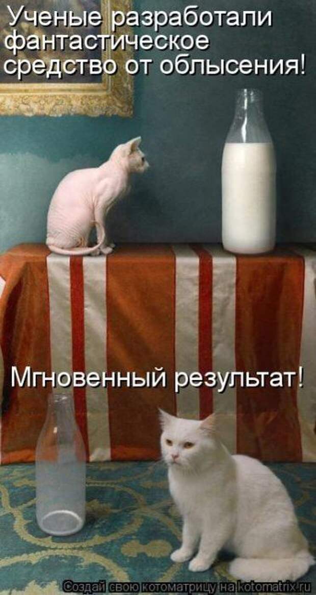 Котоматрицы :)