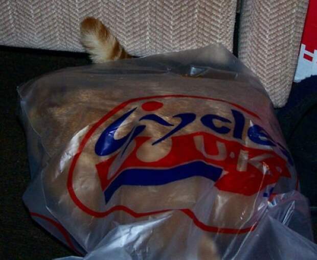 Коты в засаде