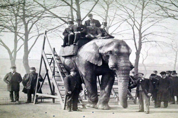 Мужчины позируют на слоне Джамбо в Лондоне, Англия./Фото:canadashistory.ca Мужчины позируют на слоне Джамбо в Лондоне, Англия./Фото:canadashistory.ca