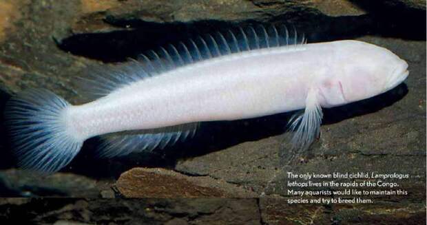 Слепые рыбы из реки Конго