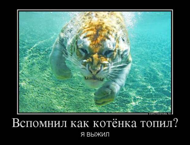 Немного новых демотиваторов