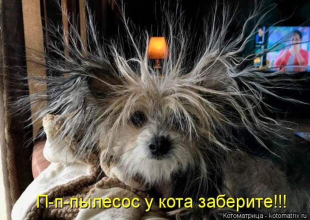 Лучшие котоматрицы недели (50 фото)