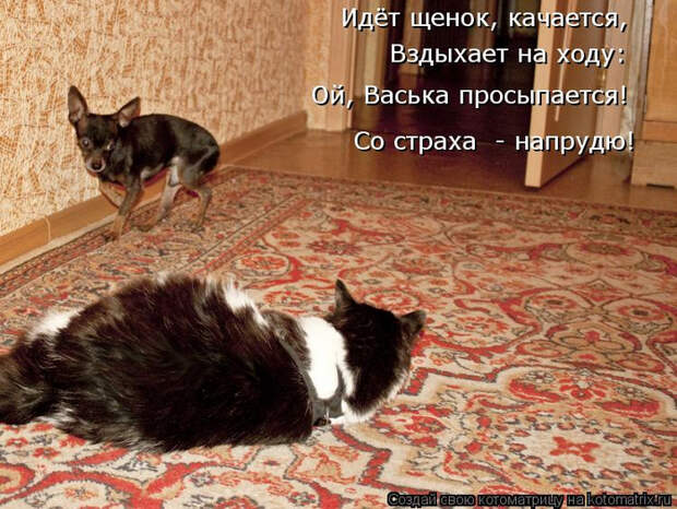 kotomatritsa_V0 (700x527, 467Kb)