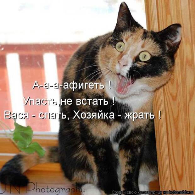 Лучшие котоматрицы недели (50 фото) Лучшие котоматрицы недели (50 фото)