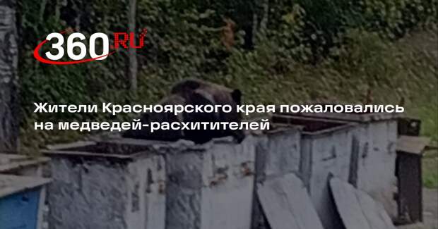 Жители Красноярского края пожаловались на медведей-расхитителей