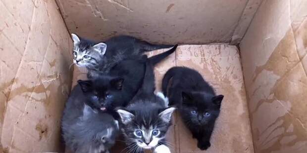 спасение котят котята в коробке