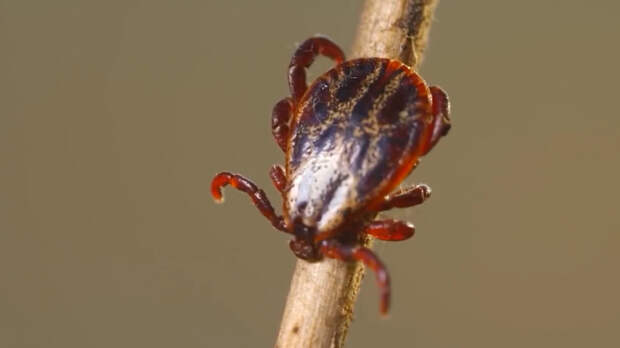 Клещи атакуют: как защитить себя от опасных инфекций