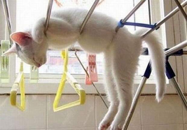 Забавные котики заснувшие в неожиданных местах кошки уснувшие в неожиданных местах, спящие коты