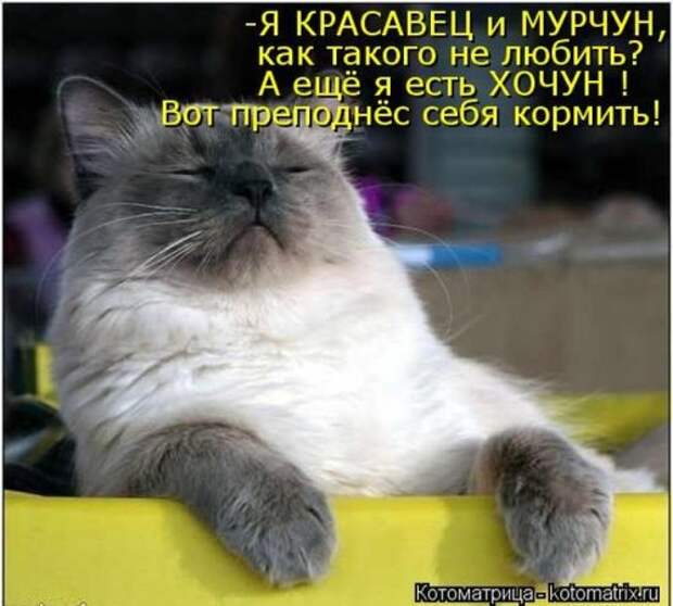 Отличная коллекция котоматриц (25 шт)