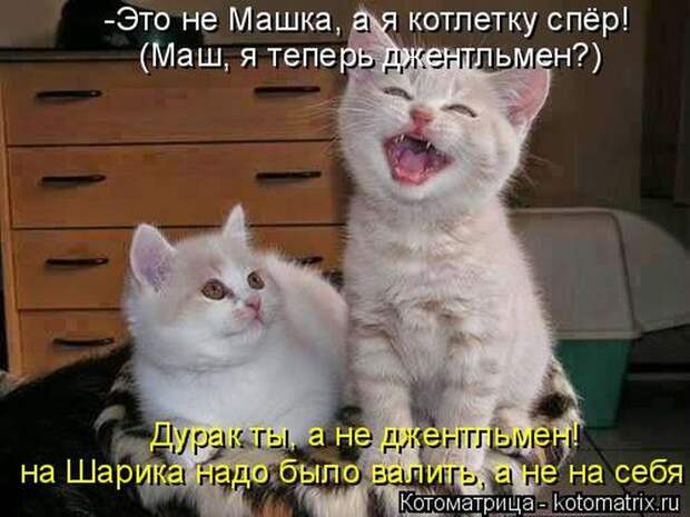 Лучшие котоматрицы недели (50 фото) Лучшие котоматрицы недели (50 фото)