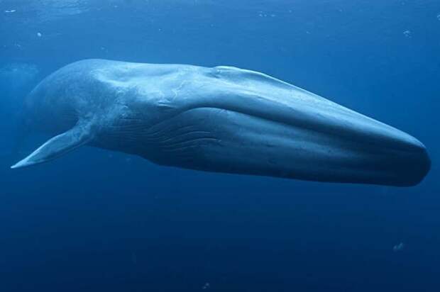 1. Синий кит гигант, животные, планета