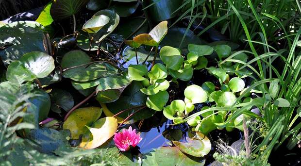 ТОП-10 лучших водных растений для декоративного пруда