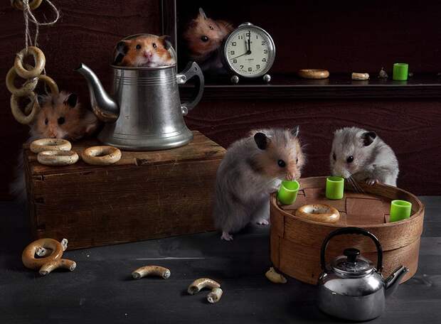 hamsters06 hamsters06 Натюрморты с хомяками