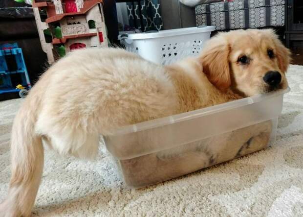I'm Pretty Sure Wally Thinks He's A Cat