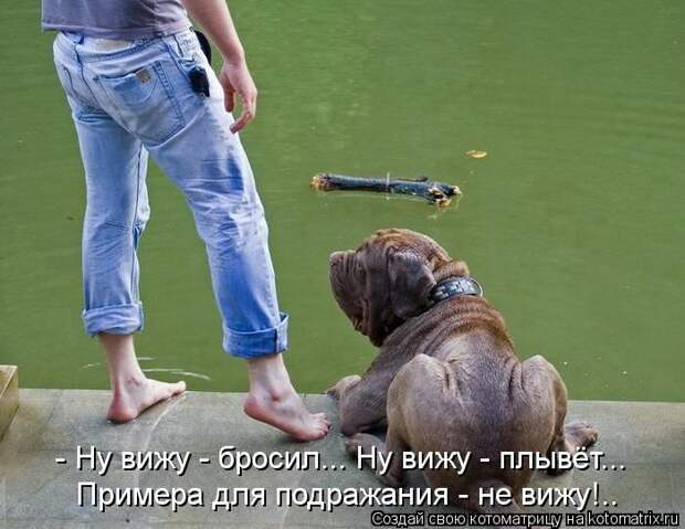 Лучшие котоматрицы недели Лучшие котоматрицы недели