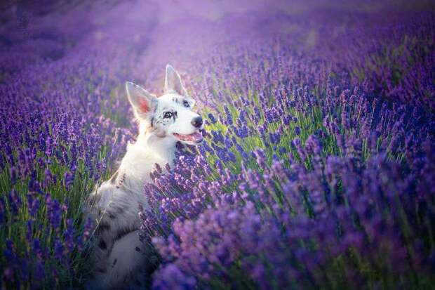 dogs-lavender-garden004