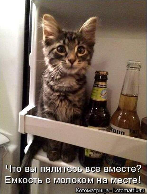 Лучшие котоматрицы недели (50 фото) Лучшие котоматрицы недели (50 фото)