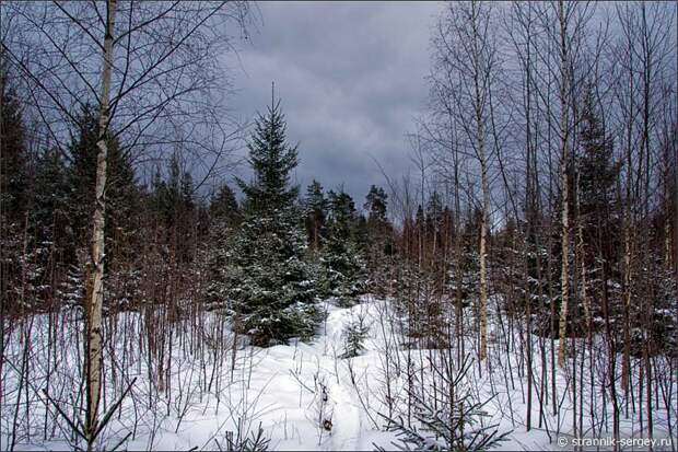 Еловый лес зимой фото