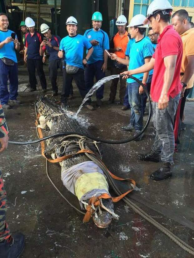 10 часов пожарные спасали 6-метрового крокодила из стока в мире, доброта, живность, животные, крокодил, люди, происшествия, спасение