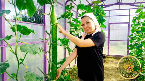 Выращенный в Татарстане самый длинный огурец в России внесен в Реестр рекордов