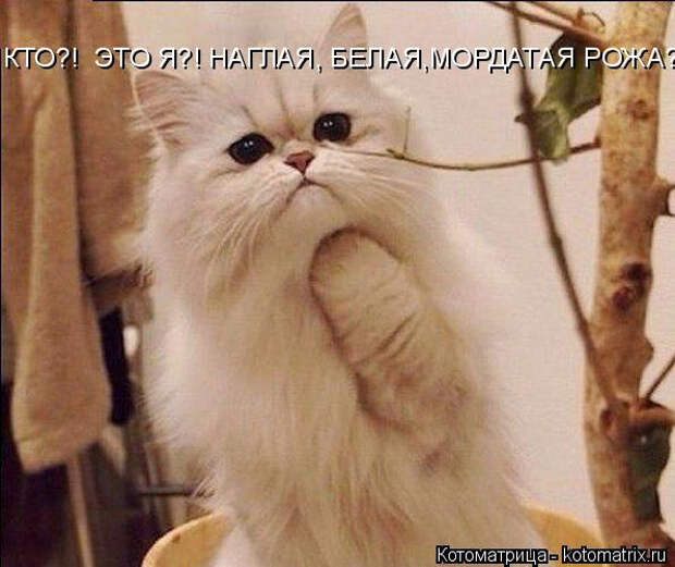 kotomatritsa_c (2) (596x501, 237Kb)
