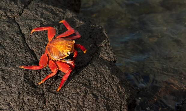 В Архангельской области нарастили экспорт краба